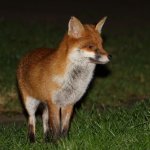 20180201 (1)_Red_Fox.JPG