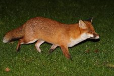 20180201 (2)_Red_Fox.JPG