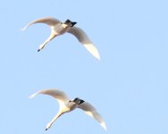 IMG_2667_swans3.JPG