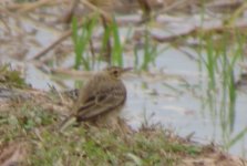 pipit_3feb18_800l_9008.jpg