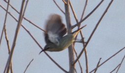 Djibouti Sunbird.jpg