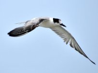 tern species (7).JPG