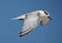 whiskered tern.JPG