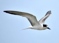 tern species (5).JPG