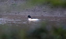 Goosander (reduced).jpg