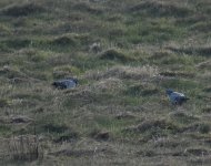 Stock Dove_Girdle Ness_070318a.jpg