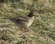 Skylark_Girdle Ness_070318a.jpg