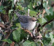 Cisticola 1.jpg