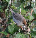 Cisticola 2.jpg