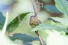 QPhylloscopus warbler #2 2.jpg