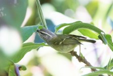 QPhylloscopus warbler #2 3.jpg