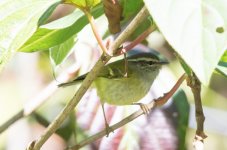 QPhylloscopus warbler #2 4.jpg