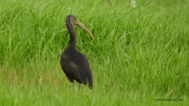 2018.04.04 Glossy Ibis.JPG