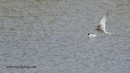 2018.04.04 Gull-billed Tern.JPG