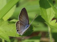 Butterfly - AAA - Thailand Khao Lak - 18Jan18 - 09-743.jpg