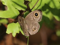 Butterfly - AAA - Thailand Khao Lak - Memories Beach - 18Jan14 - 05-604.jpg