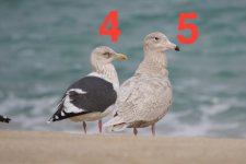 L- Slaty-backed Gull, R- Glaucous Gull - Juvenile, First winter.jpg