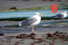 Mongolian Gull - Winter Visitor- common (1).jpg