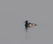 Scaup4.jpg