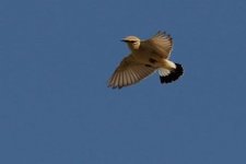 Isabelline Wheatear West Lesvos 100318 photo Lefteris Kakalis.JPG