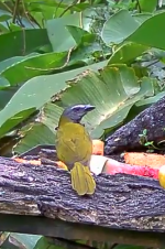 buff-throated saltator (2).png