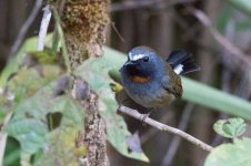 Rufous-gorgeted Flycatcher 4.jpg