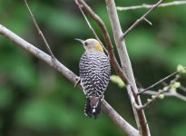 hoffman woodpecker.JPG