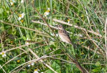 Q Chestnut-eared Bunting.jpg