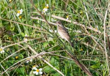 Q Chestnut-eared Bunting 2.jpg