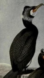 great cormorant.jpg