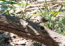 Q White-bellied Redstart 2.jpg