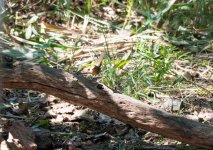 Q White-bellied Redstart 3.jpg