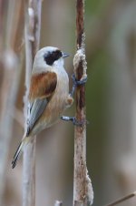 20180204 (10)_Penduline_Tit.JPG