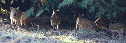 20180204 (27)_Wild_Boar.JPG