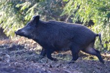 20180204 (29)_Wild_Boar.JPG