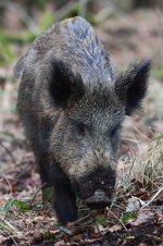 20180204 (47)_Wild_Boar.JPG