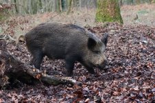 20180204 (50)_Wild_Boar.JPG