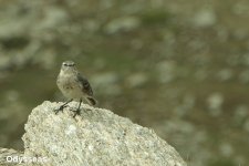 Pipit (1).jpg