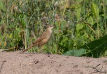 Striated Grassbird.jpg