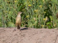 Striated Grassbird 2.jpg