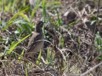 Pipit sp. 1.jpg