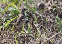 Pipit sp. 3.jpg