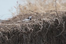 White Wagtail.jpg