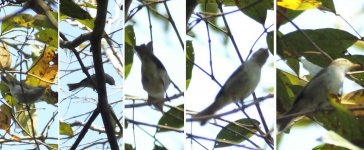 NCT-Warbler3-small.jpg