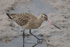 bar_tailed_godwit_2.jpg