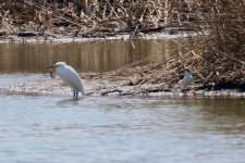 Little Egret & Common Redshank.jpg