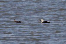 Eastern Spot-Billed Duck (1).jpg