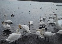 Hogganfield loch.jpg