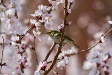 Yellow-Browed Warbler.jpg