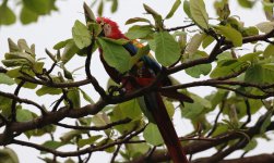 scarlet macaw.JPG